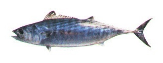 Bonito